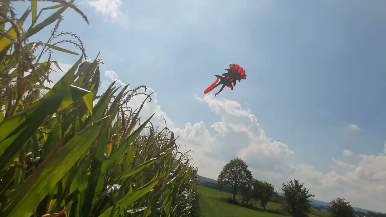 Goldfish Kite- Shortvideo