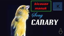 masteran kenari juara dunia 2017  - Durasi: 37:44. 