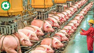 Food Processing Machines That Are At Another Level - Pig Processing Factory