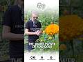 Marigold: Secret Benefits You Didn’t Know About! #merigold #flower #youtubeshorts #garden