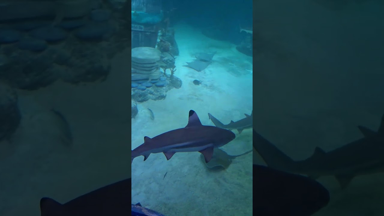 Sharks at SEA LIFE Aquarium of American Dream Mall NJ 