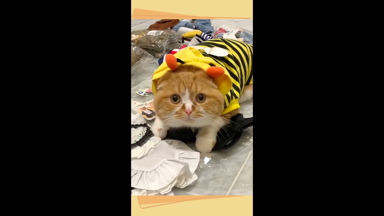 猫コスプレ ハロウィン】 ギンガムチェック猫メイド【コスプレ5点セット