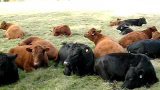 Dexter Cattle Resting at Cascade Meadows Farm in Oregon