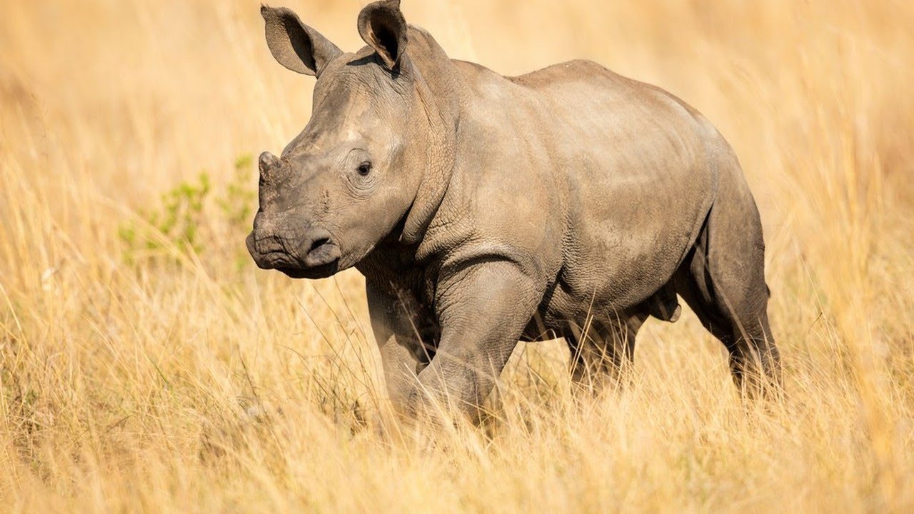 Top 15 Best Places to See Wildlife Up Close YouTube