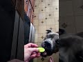 they are not happy with green beans and cucumber snacks but they'll take them just the same. lol