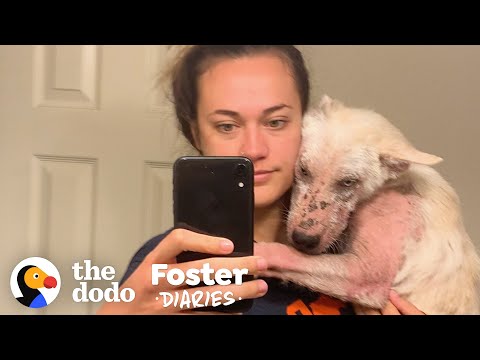 You Won't Believe How Pretty This Furless Puppy Gets | The Dodo Foster Diaries