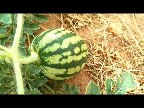 فيديو: ماذا تفعل لنبتة البطيخ بدون فاكهة