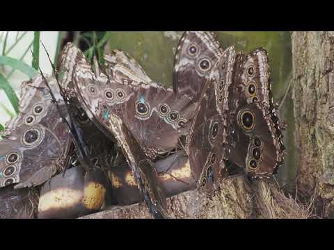 Blauer Morpho mit