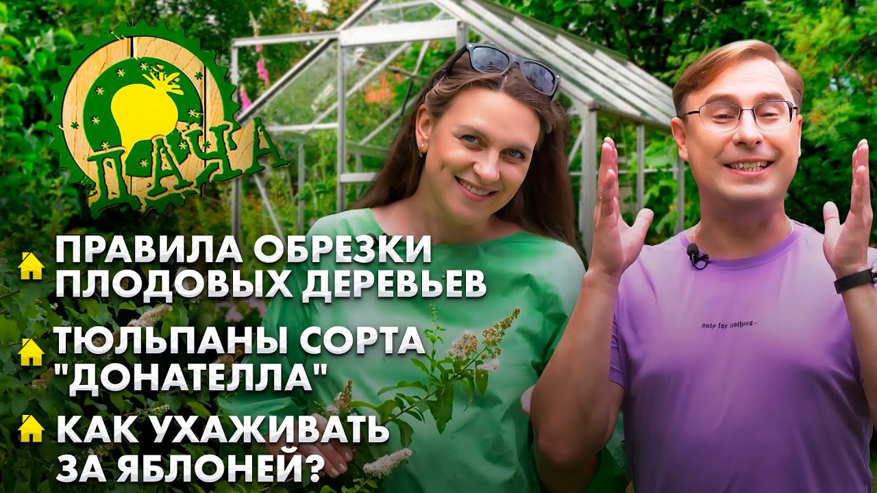 Схема правильной обрезки ветвей яблони