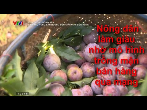 Video: Cách trồng mận vào mùa xuân ở vùng ngoại ô một cách chính xác