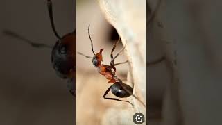 queen ants sound