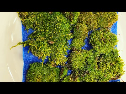 How to Sanitize and debug wild moss? : r/Moss