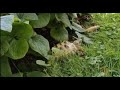 Schildkröte im Grünen 💚 | 🐢 Viking Turtle Olaf