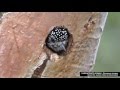 Carpinterito común o barrado - Picumnus cirratus - Macho, hembra y nido.