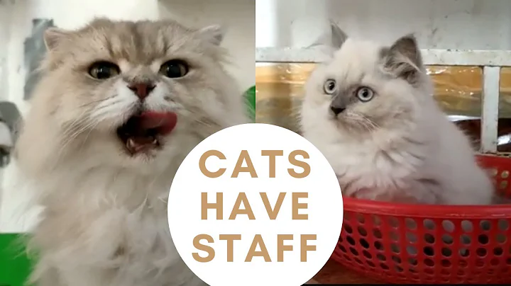 Watch the video about FUNNY CATS HAVE STAFF l PUSAKAL MAN - PERSIAN CATS