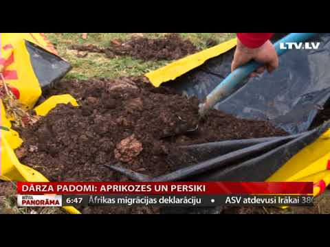 Video: Padomi krepmiršu koku audzēšanai konteineros