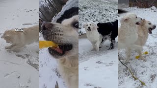 Golden Retriever Pup Plays In Snow For The First Time by Charlie The Golden 18 434,302 views 2 months ago 4 minutes, 22 seconds