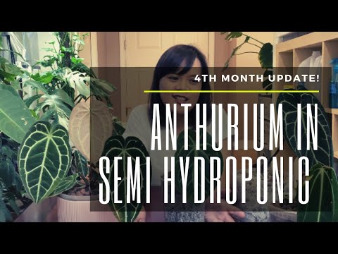 Video: Anthurium Transplant At Home: How To Transplant A Flower 