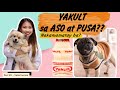 DIARRHEA OR CONSTIPATION || YAKULT FOR DOGS? || DOC MJ VETERINARIAN|| FREE ADVICES FOR YOUR PETS