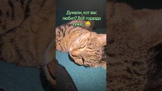 Думали, кот вас любит? Всё гораздо хуже... 😂#кошки #коты #юмор