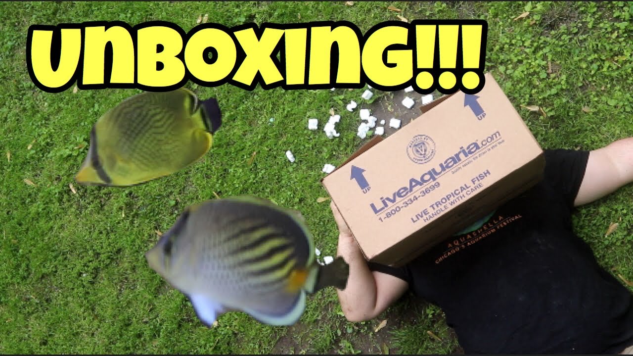 discus fish tank size Awesome saltwater fish unboxing