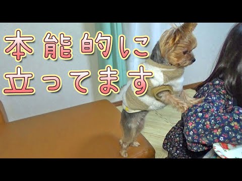 【ヨークシャテリア】欲しくて欲しくて立ち上がっちゃいました【Yorkshire Terrier】