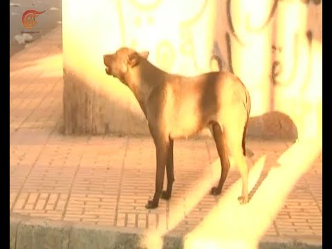 فيديو: مين يرى أوبتيك في حالات داء الكلب في الحياة البرية