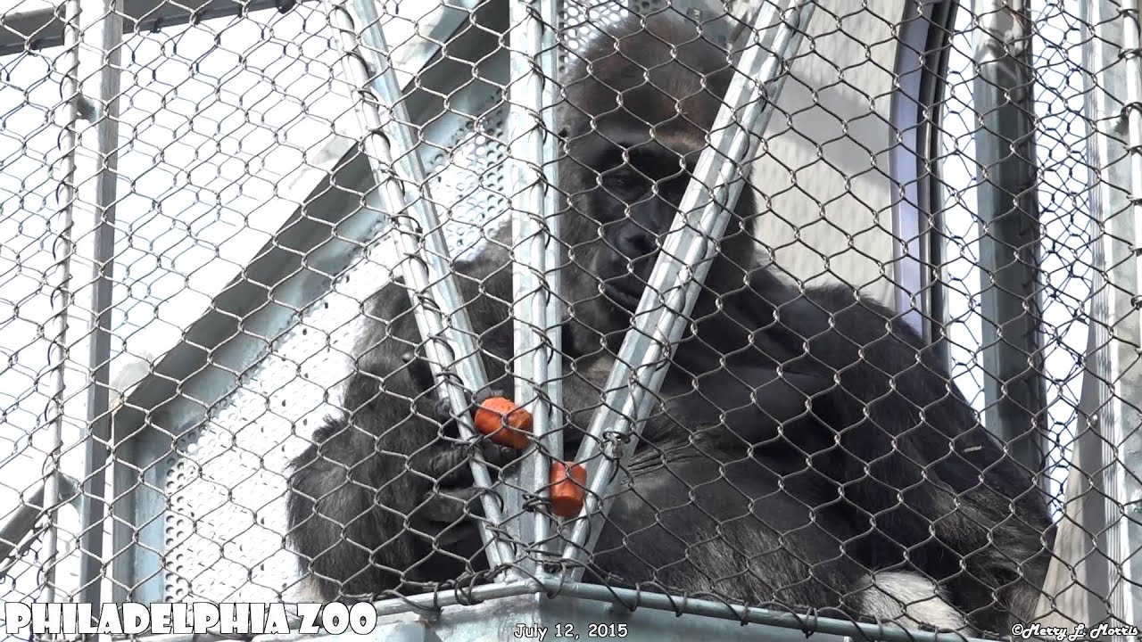 Philadelphia Zoo Gorilla Motuba and the Snack Challenge - YouTube