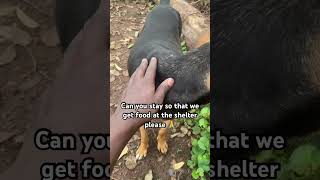 Donate please 🙏 #usa #share #rescuedog #goviral #puppy #donate #donatenow