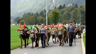 Alpabfahrt Rankhof, Untertrübsee - Hinter Linden, Buochs "30.09.2023"