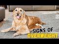 Is your Golden Retriever Overweight? How to find out?