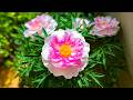100% Anti-Stress Relaxation Therapy 🌸 Just One Look to Calm Your Mind &amp; Melt Stress Away ♥️