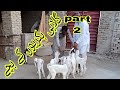 Gulabi kids gulabi bachy #2025#qurbanvlogs # #cow #cowmandi #eidmubarak #eiduladha2025# Karachi#cow
