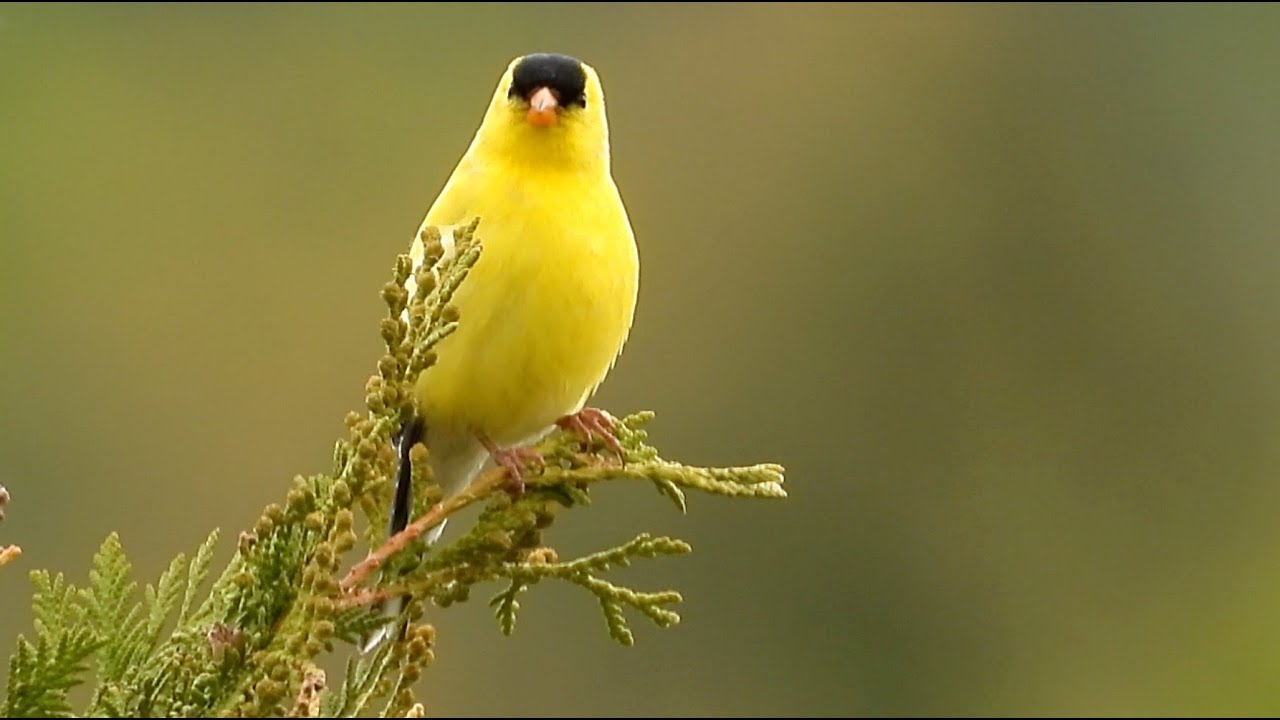 pic flamboyant quebec Chardonneret jaune, chant / American Goldfinch, song