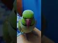 mitthu smile karo 😅. #parrot #talkingparrot #cuteparrot #nonstoptalkingparrot #greenparrot .