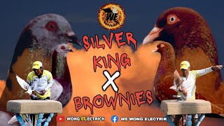 SILVER KING x BROWNIES PENGUASA LOMBA RING PUTARAN 7 LAPAK REMA ANGKASA PURBALINGGA