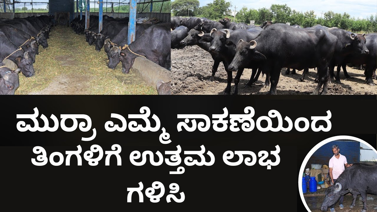 Murrah Buffalo Farming Course in Kannada - How to Start a Murrah