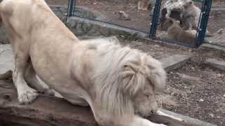 Extremely Cute White Lion,  Beautiful Baby White Lions