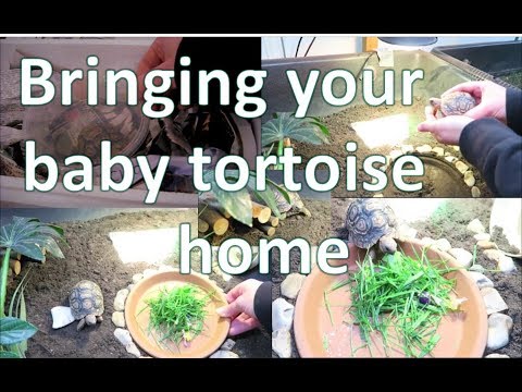 Wideo: Bringing Home Your Baby Leopard Tortoise