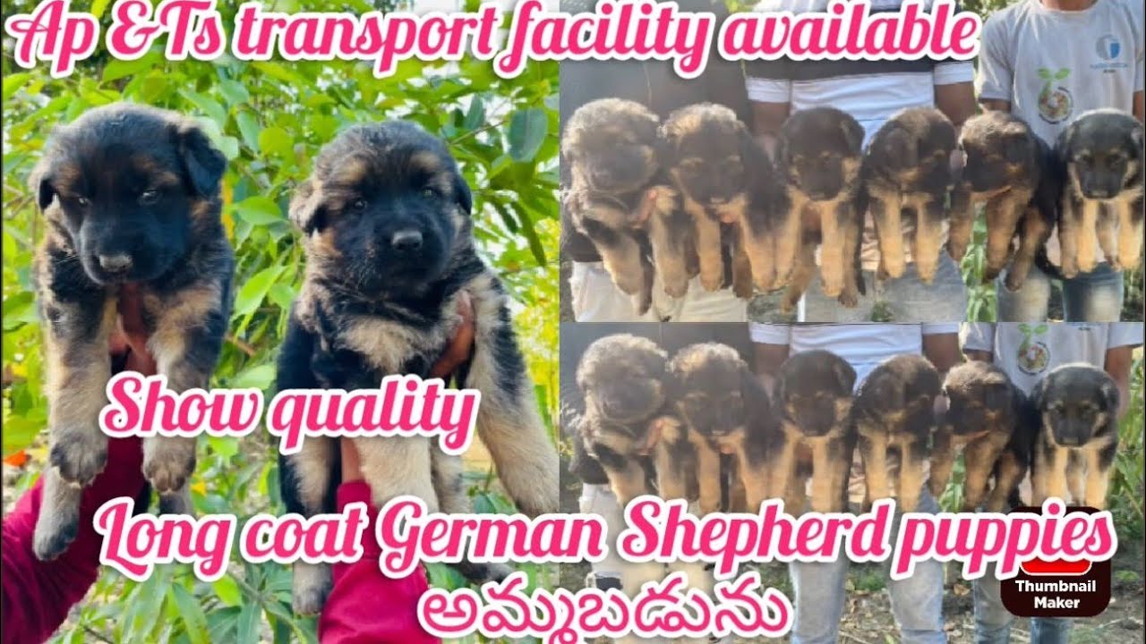 Long coat German Shepherd puppies for sale7981213405hyderabaddog