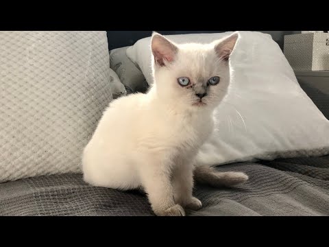 Wideo: Wprowadzenie nowego domu kotka