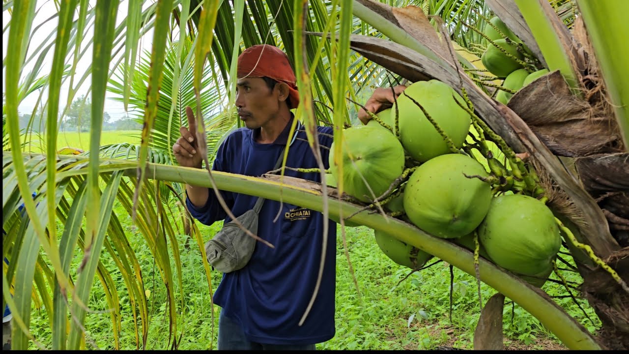 ปลูกมะพร้าวน้ำหอมในแปลงนาทำได้อย่างไร สวนสะออนมะพร้าวน้ำหอม ตอบทุกโจทย์ ชัดเจนทุกปัญหา@กว้าง อีหลี Kwang E-Lee