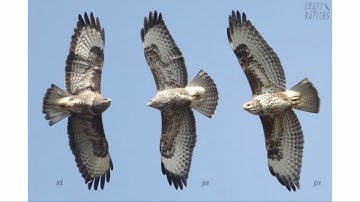 Raptor Workshop Part 2