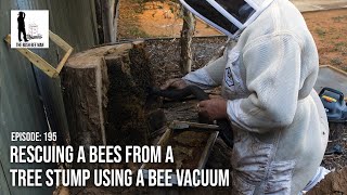 Rescuing a Bees from a Tree Stump using a Bee Vacuum  The bush Bee Man