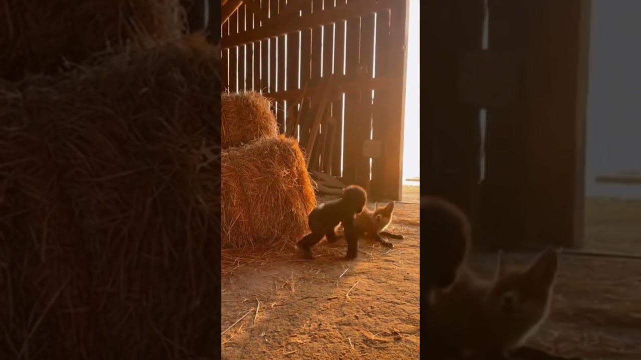 Fox and Chimp Turn Farm Playground!