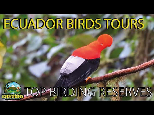 Andes, East u0026 West Birding Slopes by Ecuador Birds Tours class=