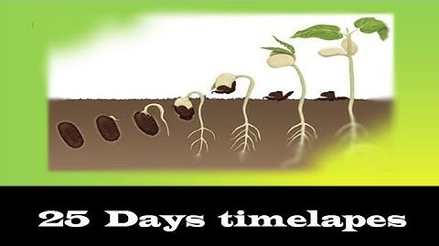 Bean time-lapse -25 days soil cross section