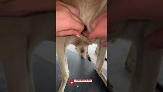 Você não vai acreditar no que tem dentro da bolsa do canguru #animais #vidaselvagem #canguru