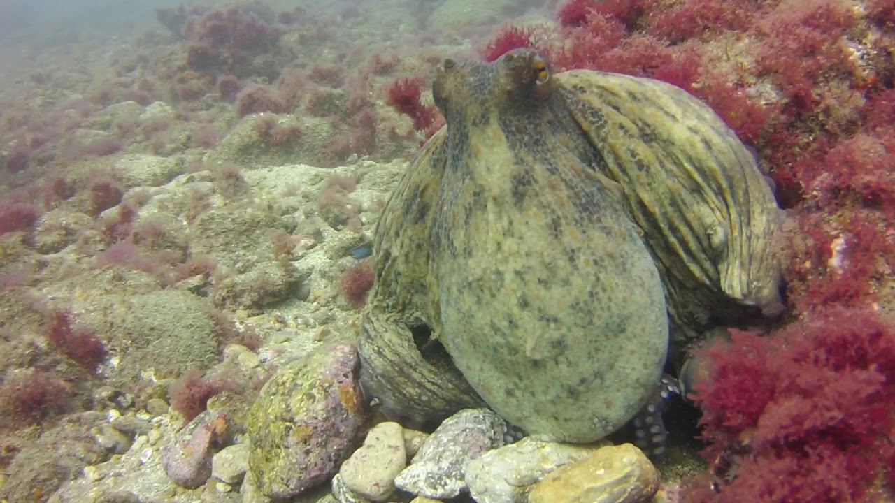 Huge Octopus whilst diving in Gran Canaria scuba diving lessons near me