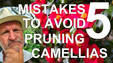 Five Mistakes to Avoid Cutting, Trimming and Pruning Camellias